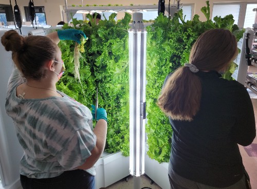 Students maintaining the lettuce
