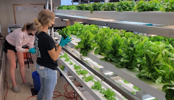 Students maintaining lettuce