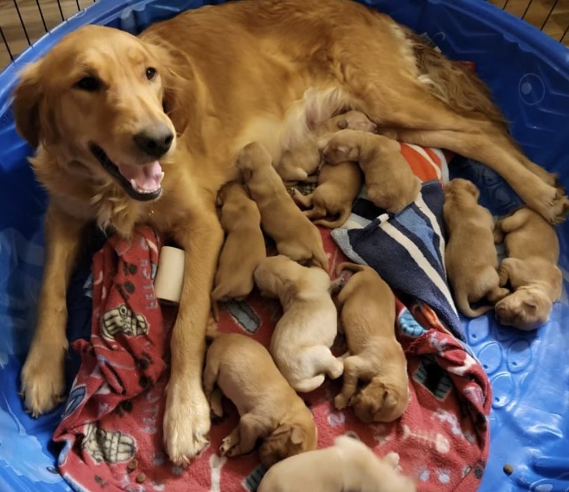 Smiling mother golden retriever with tiny golden retriever puppies