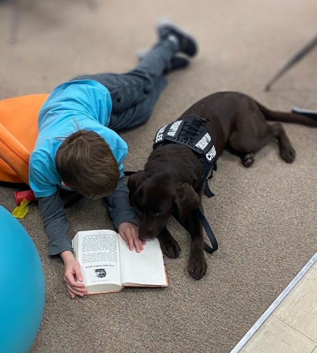 Charlee the school therapy chocolate lab greets a group of elementary school students