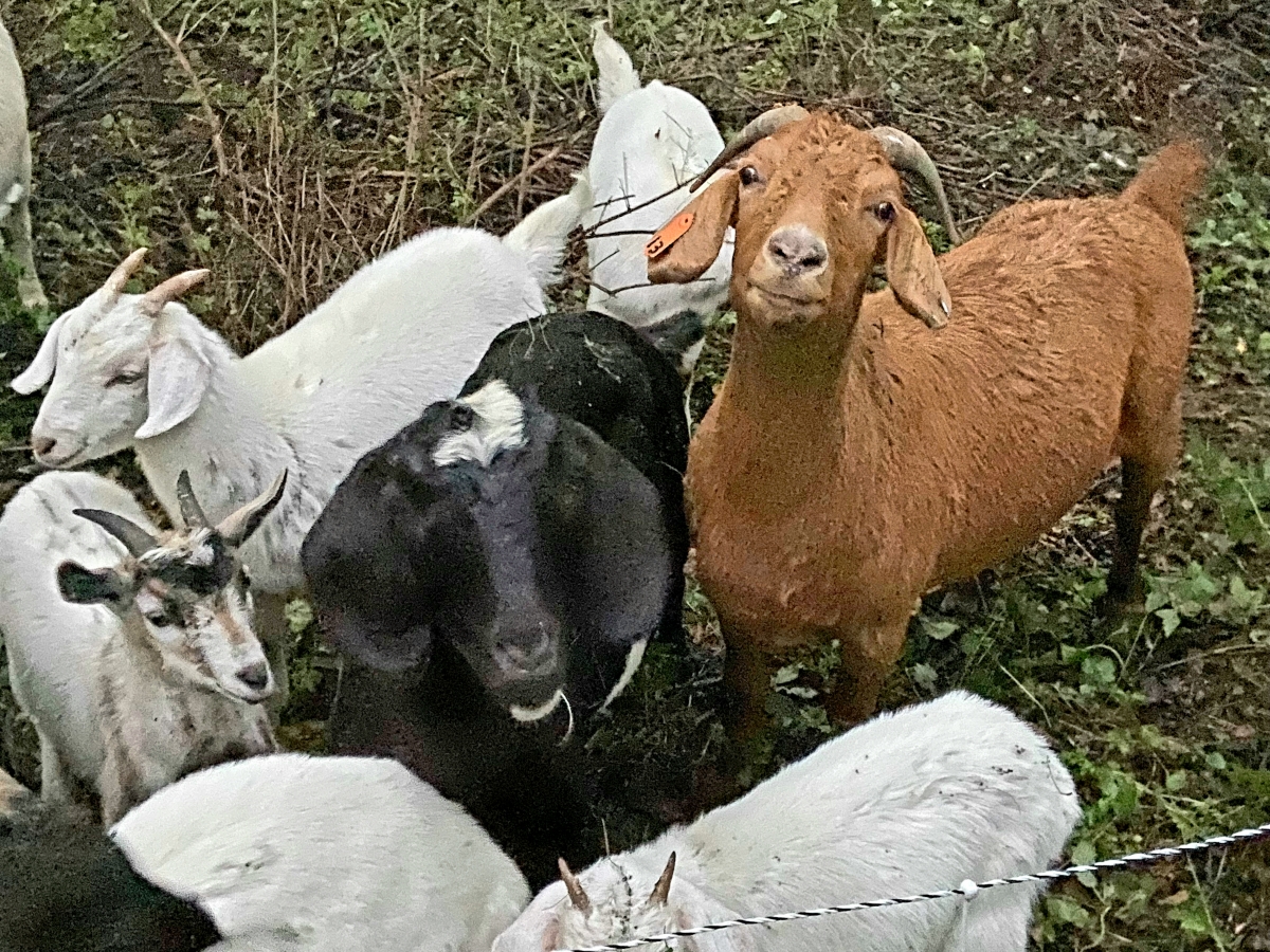 Goats grazing in the Oregon Middle School Forest