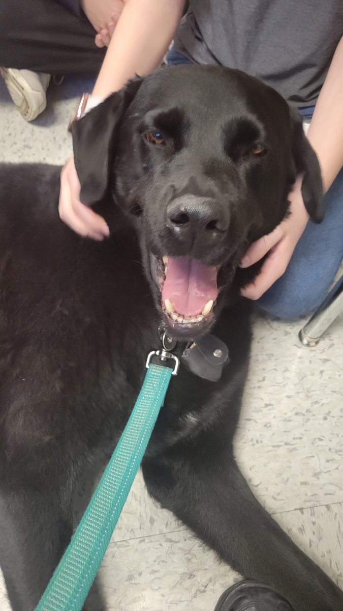 Benny, the black lab/rottweiler mix therapy dog