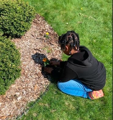 A small girl crouches down to plant a marigold plant in one of the newly-created flower beds on the school playground.