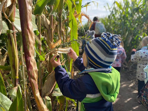 Preschool student wearing a hat touches a corn shock left standing for the winter.